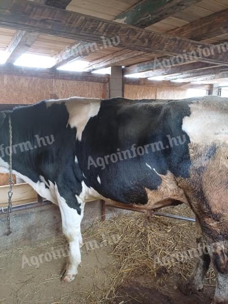 Hf. Bika eladó Vácdukán