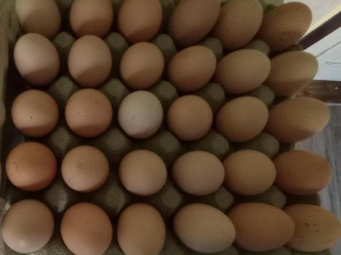 Eladó bráma tojások Eladó bráma tojások