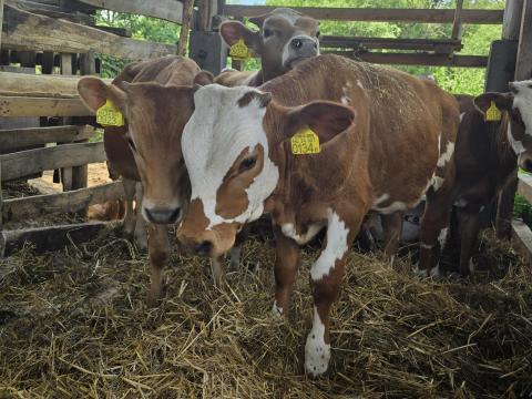 BIKA BORJÚ BIKA BORJÚ