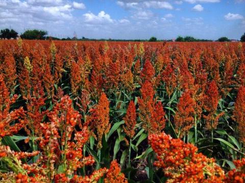 PNR CIROK lombtrágya technológia PNR CIROK lombtrágya technológia