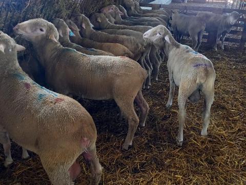 Magyar merinó éves, minősített törzskosok új háremet keresnek Magyar merinó éves, minősített törzskosok új háremet keresnek