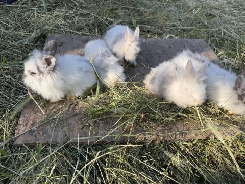 Oroszlánfejű törpenyuszik eladók Oroszlánfejű törpenyuszik eladók