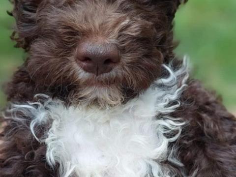 Lagotto Romagnolo Lagotto Romagnolo