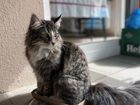 Norvég erdei macska Norvég erdei macska