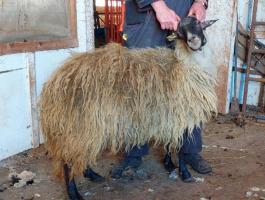 Eladó racka anyák