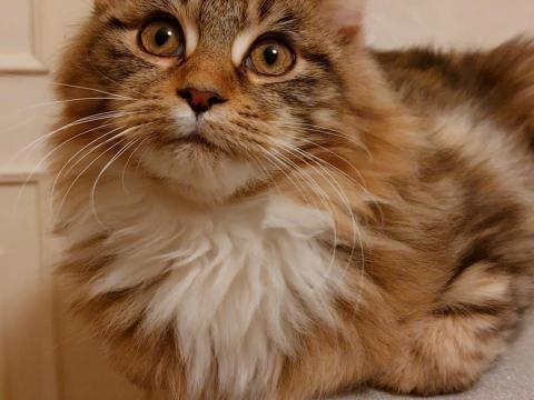 Maine coon eladó Maine coon eladó