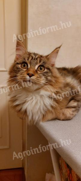 Maine coon eladó