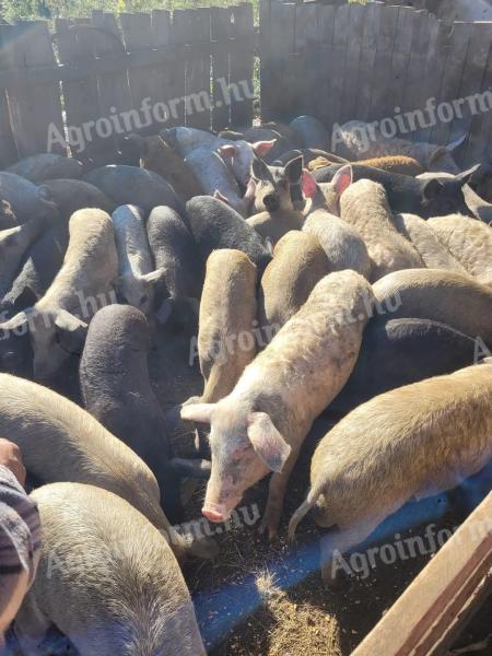 Tanyasi hízók,  süldők,  előhasú kocák eladók