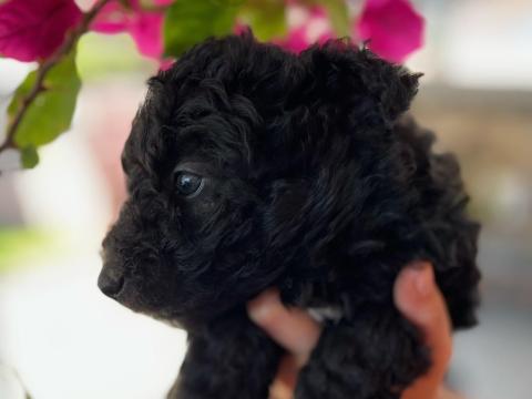 Pumi törzskönyvezett Pumi törzskönyvezett