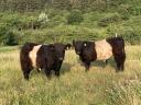 Frissen minősült törzskönyves galloway tenyészbikák