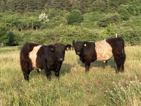 Frissen minősült törzskönyves galloway tenyészbikák Frissen minősült törzskönyves galloway tenyészbikák