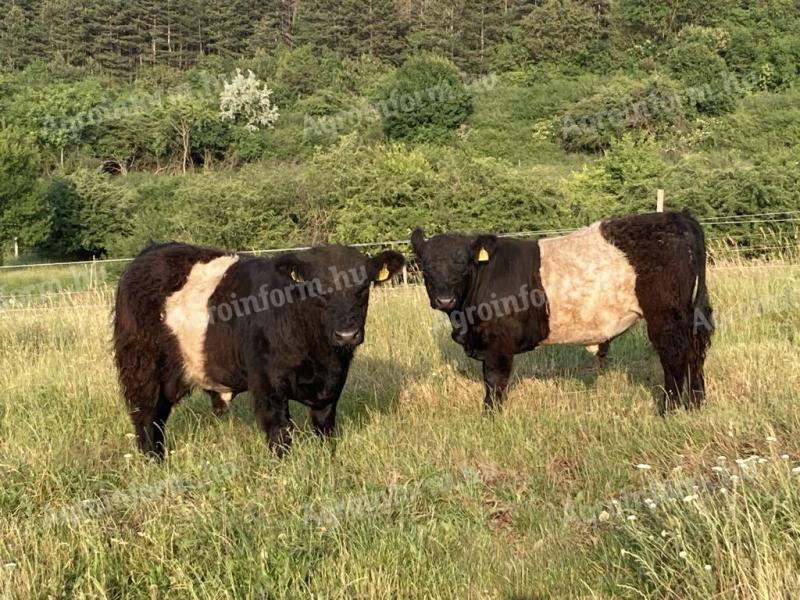 Frissen minősült törzskönyves galloway tenyészbikák