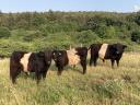 Frissen minősült törzskönyves galloway tenyészbikák