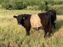 Frissen minősült törzskönyves galloway tenyészbikák