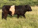 Frissen minősült törzskönyves galloway tenyészbikák