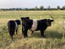 Frissen minősült törzskönyves galloway tenyészbikák