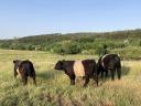 Frissen minősült törzskönyves galloway tenyészbikák