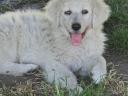 Kuvasz