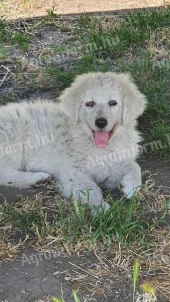 Kuvasz