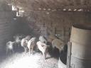 Mangalica süldők eladók Szekszárdon