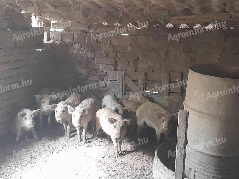 Mangalica süldők eladók Szekszárdon