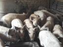 Mangalica süldők eladók Szekszárdon
