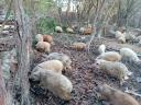Mangalica süldők eladók Szekszárdon