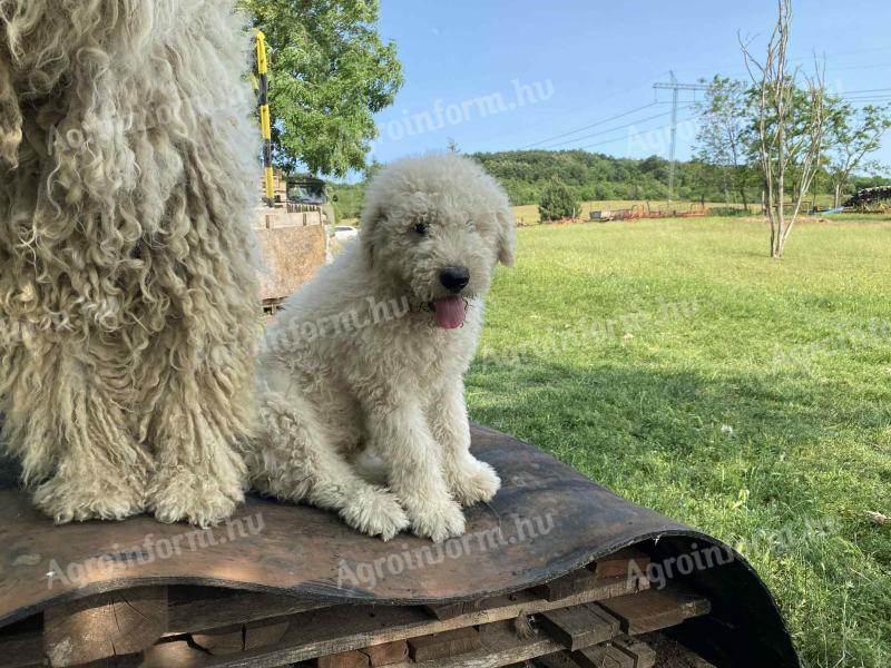Komondor kölykök