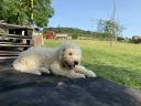 Komondor kölykök