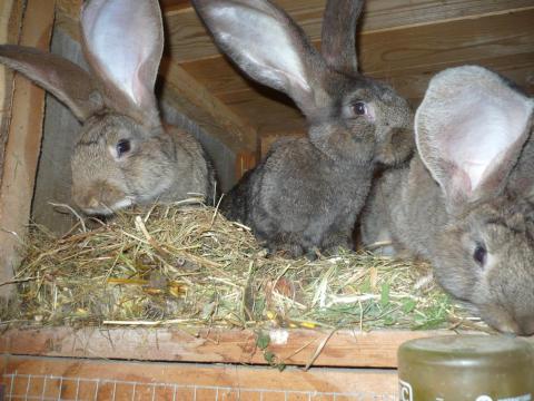 Német óriás nyúl eladó – kék színű nyuszik Német óriás nyúl eladó – kék színű nyuszik