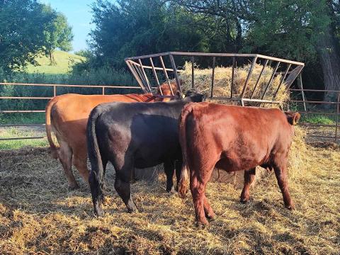 Éves üszők eladók Éves üszők eladók