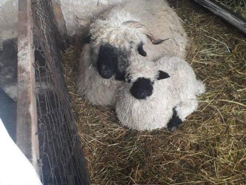 Wallisi juh birka Wallisi juh birka