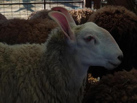 Különleges és ritka Border-Leicester kos juh-birka új legelőjét keresi Különleges és ritka Border-Leicester kos juh-birka új legelőjét keresi