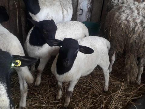 Választási kis kosok máshol legelnének Választási kis kosok máshol legelnének