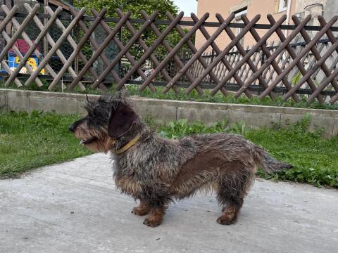 Szálkás szőrű tacskó Szálkás szőrű tacskó