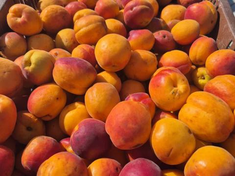 Magyar Sárgabarack kapható cefrének Magyar Sárgabarack kapható cefrének