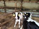 Eladó 13 db Holstein-fríz bikaborjú