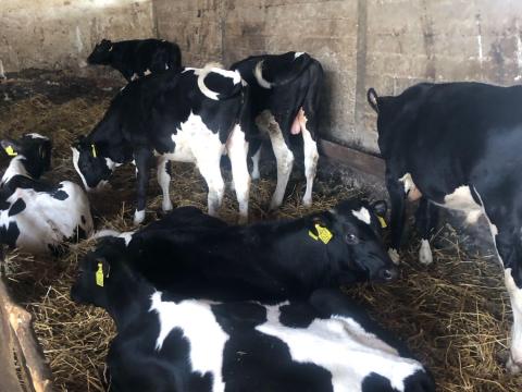 Eladó 7db bikaborjú Eladó 7db bikaborjú