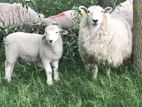 Bárányok, jerkék, kosok törzskönyves romney állományból eladók, kosok akcióban Bárányok, jerkék, kosok törzskönyves romney állományból eladók, kosok akcióban