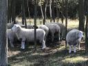 Bárányok,  jerkék,  kosok törzskönyves romney állományból eladók,  kosok akcióban