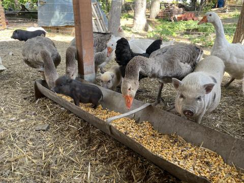 Mineszotai törpemalac Mineszotai törpemalac