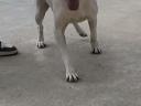 Amerikai pitbull terrier. 