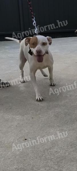 Amerikai pitbull terrier. 