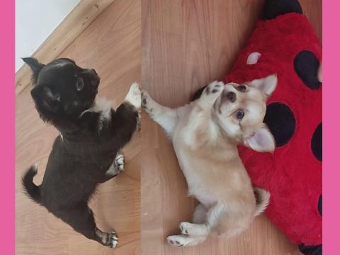 Csivava kislányok, Orosháza Csivava kislányok, Orosháza