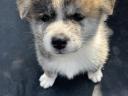 Akita Inu kiskutyák