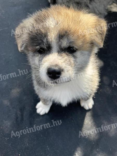 Akita Inu kiskutyák