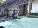 Akita Inu kiskutyák