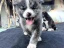 Akita Inu kiskutyák