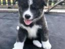 Akita Inu kiskutyák