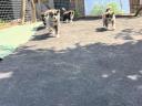 Akita Inu kiskutyák